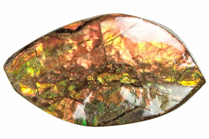 Flashy Ammolite (Fossil Ammonite Shell) - Rainbow Colored #357588